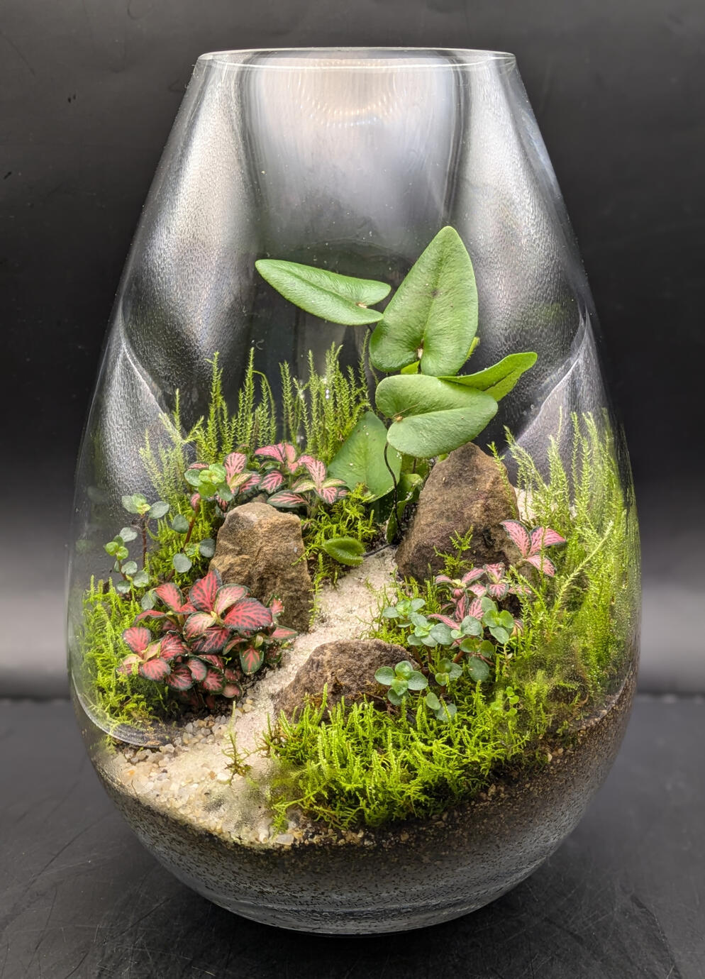 Teardrop The most popular terrarium. H25cm x W16cm